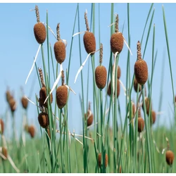 Typha minima