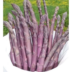 Asparagus 'Saent'