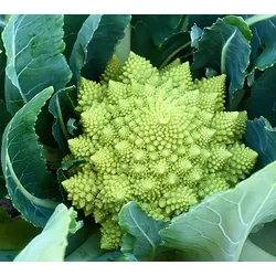 Brassica oleracea 'Romanesco Natalino'