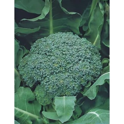Brokkoli palánta - Brassica 'Maraton' tálcás (6db palánta/tálca)