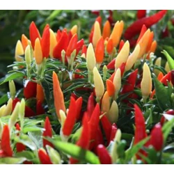 Capsicum annuum 'Basket of Fire'