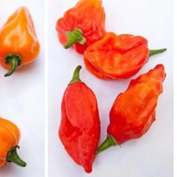 Capsicum annuum 'Habaneromix
