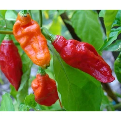 Capsicum annuum 'Naga Jolokia'