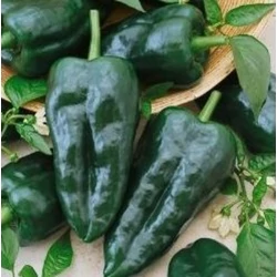 Capsicum annuum 'Poblano'