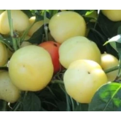 Capsicum annuum 'Szalva'