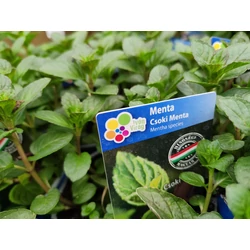 Mentha piperita 'After Eight'