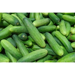 Uborka oltott  kígyó palánta ámpolnás - Cucumis sativus K25cm