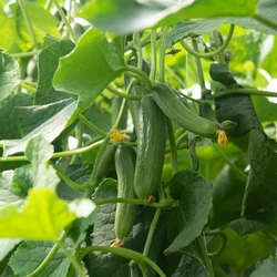 Cucumis sativus 'Piccolino'