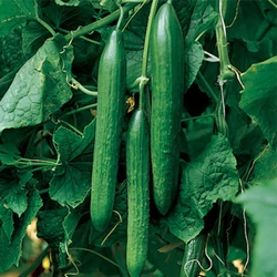 Cucumis sativus 'Vigorex F1'