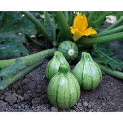 Cucurbita pepo giromontia 'Brice'