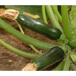 Cucurbita pepo giromontia 'Duch Defender F1' ('Black Beauty')