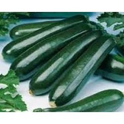 Cucurbita pepo giromontia 'Mantra F1'