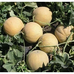 Dinnye cukor palánta - Cucumis melo 'Waller' 20/30cm K12cm