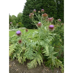 Cynara scolymus