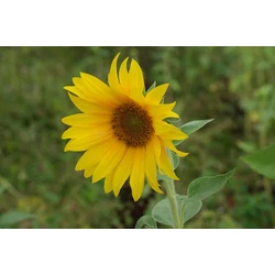 Helianthus 'Followers'