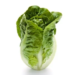 Lactuca sativa var. longifolia baby