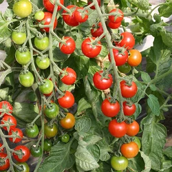 Lycopersicon lycopersicum 'Cherrola F1'