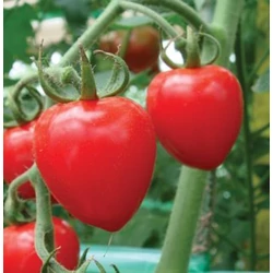 Lycopersicon lycopersicum 'Tomatoberry'