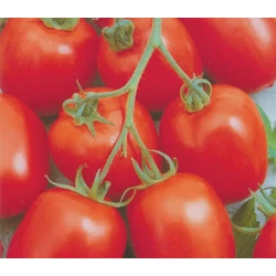 Lycopersicon lycopersicum 'Zömök'