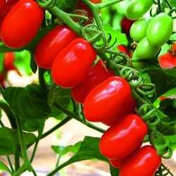 Lycopersicon lycopersicum 'Valido'