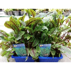 Rumex aceotostella 'Red Stipe'