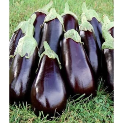 Solanum melongena 'Aragon F1'