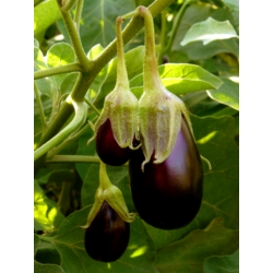 Solanum melongena 'Baby Belle'