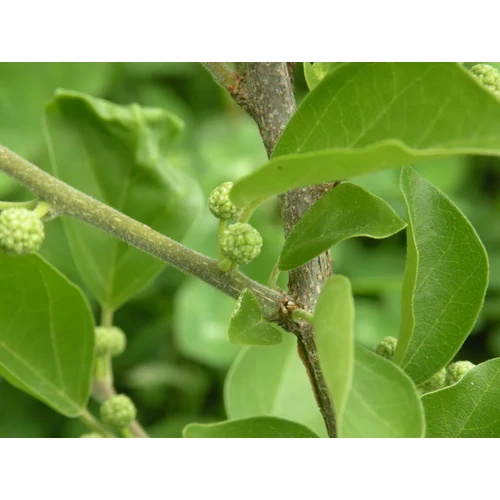 Cudrania tricuspidata