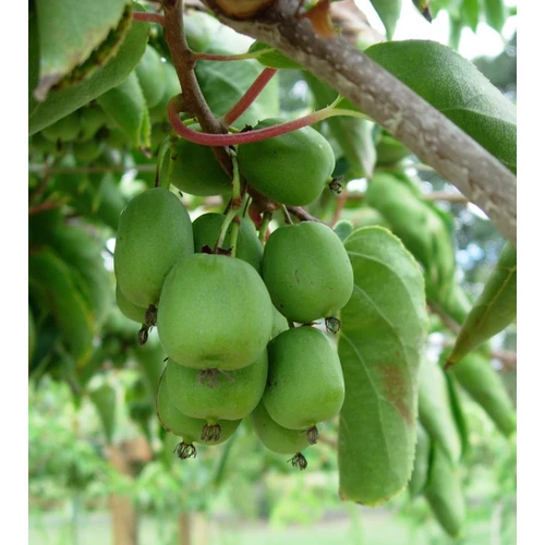 Actinidia arguta 'Geneva'