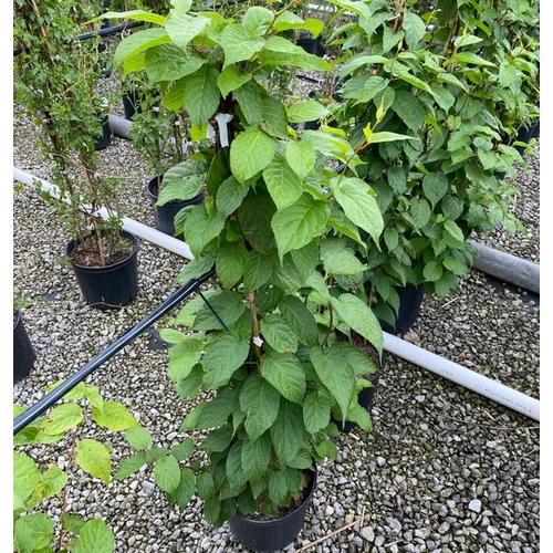 Actinidia arguta 'Issai'