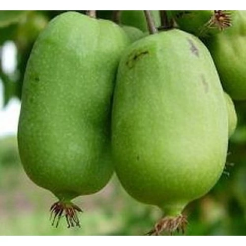 Actinidia arguta 'Jumbo'