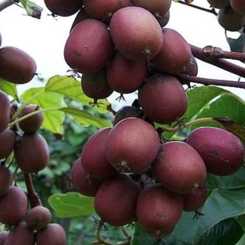Actinidia arguta 'Ken's Red'