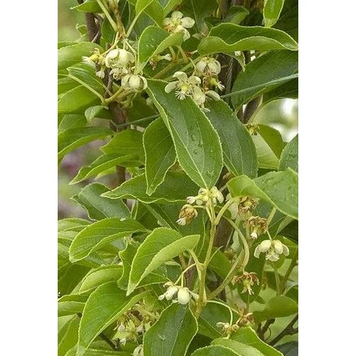 Actinidia arguta 'Prince Jumbo'