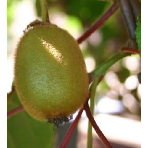 Actinidia arguta 'Solo'