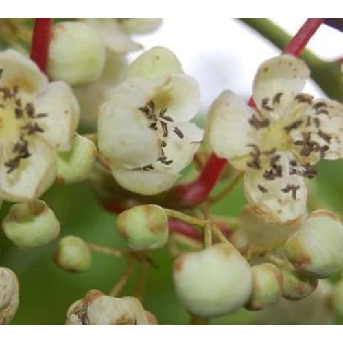 Actinidia arguta 'Weiki'