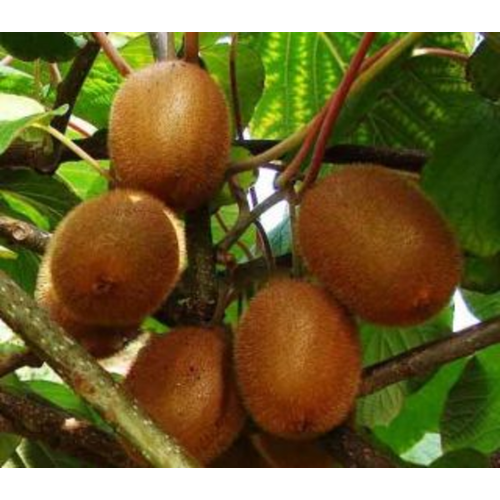 Actinidia deliciosa (chinensis) 'Hayward'