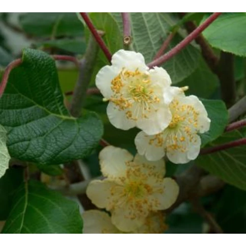 Actinidia deliciosa (chinensis) 'Tomuri'