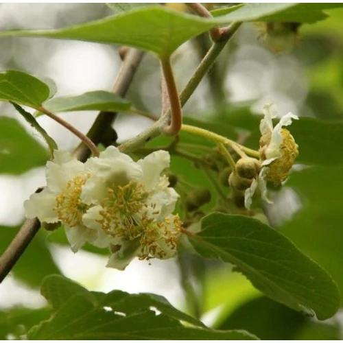 Actinidia deliciosa