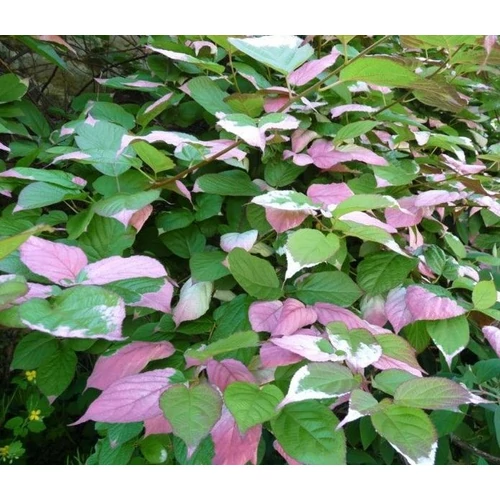 Actinidia kolomikta 'Adam' 