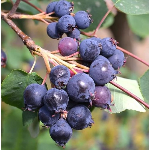 Fanyarka égerlevelű (mézalmácska) - Amelanchier alnifolia 'Northline' 60/80cm K3l