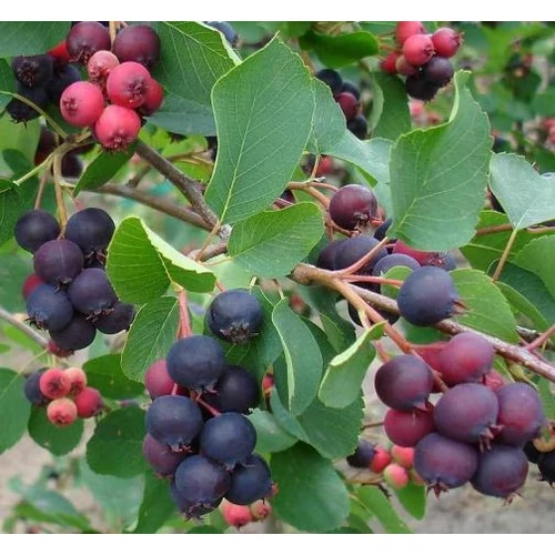 Fanyarka égerlevelű (mézalmácska)- Amelanchier alnifolia Smokey 60/80cm K3l