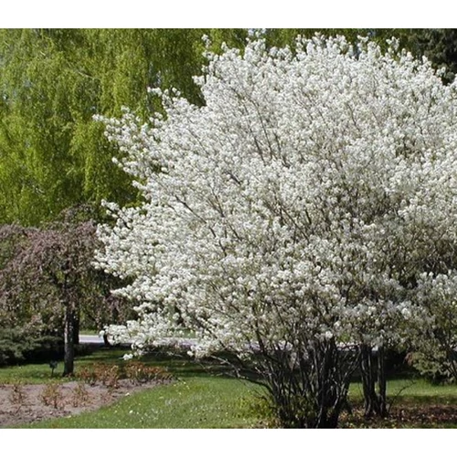 Amelanchier canadensis