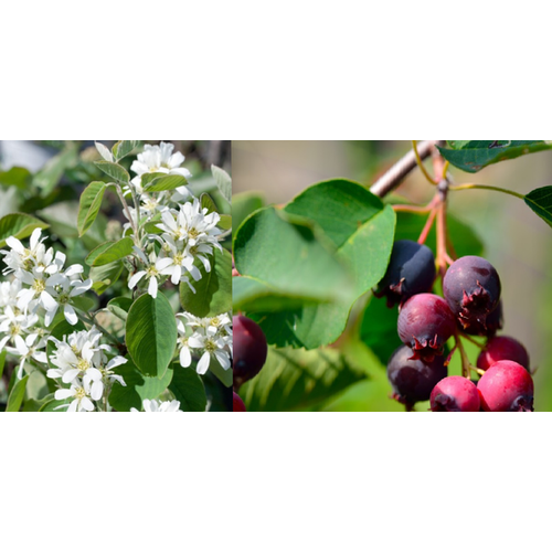 Amelanchier 'Honeywood'
