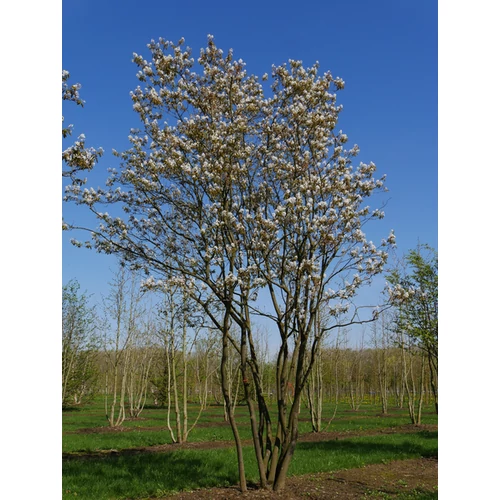Amelanchier lamarckii