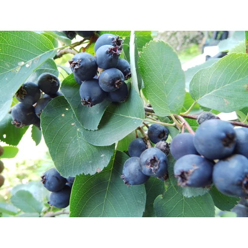 Amelanchier lamarckii 'Martin'