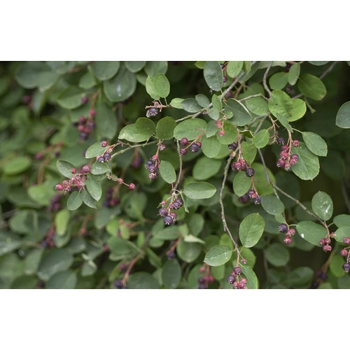 Amelanchier spicata