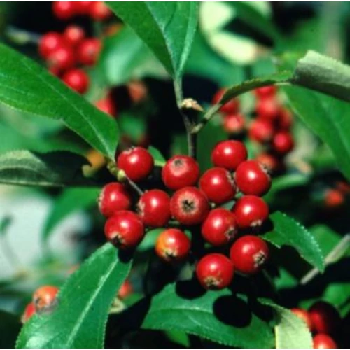 Aronia arbutifolia 'Brilliant'