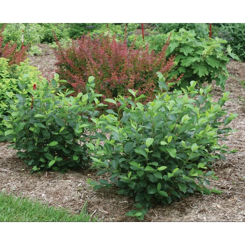 Aronia arbutifolia f. macrocarpa