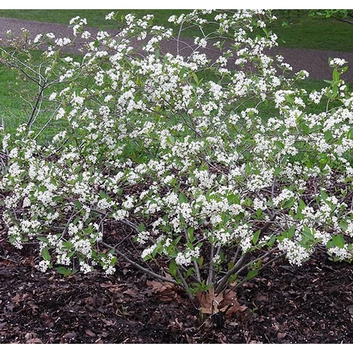 Berkenye fekete (konténeres) - Aronia melanocarpa 40/60cm K2l