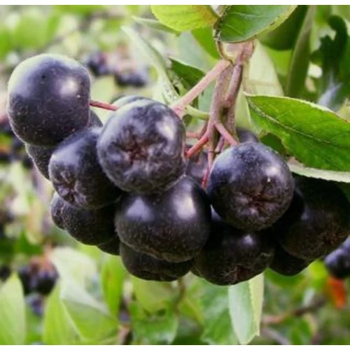 Aronia melanocarpa 'Amit'